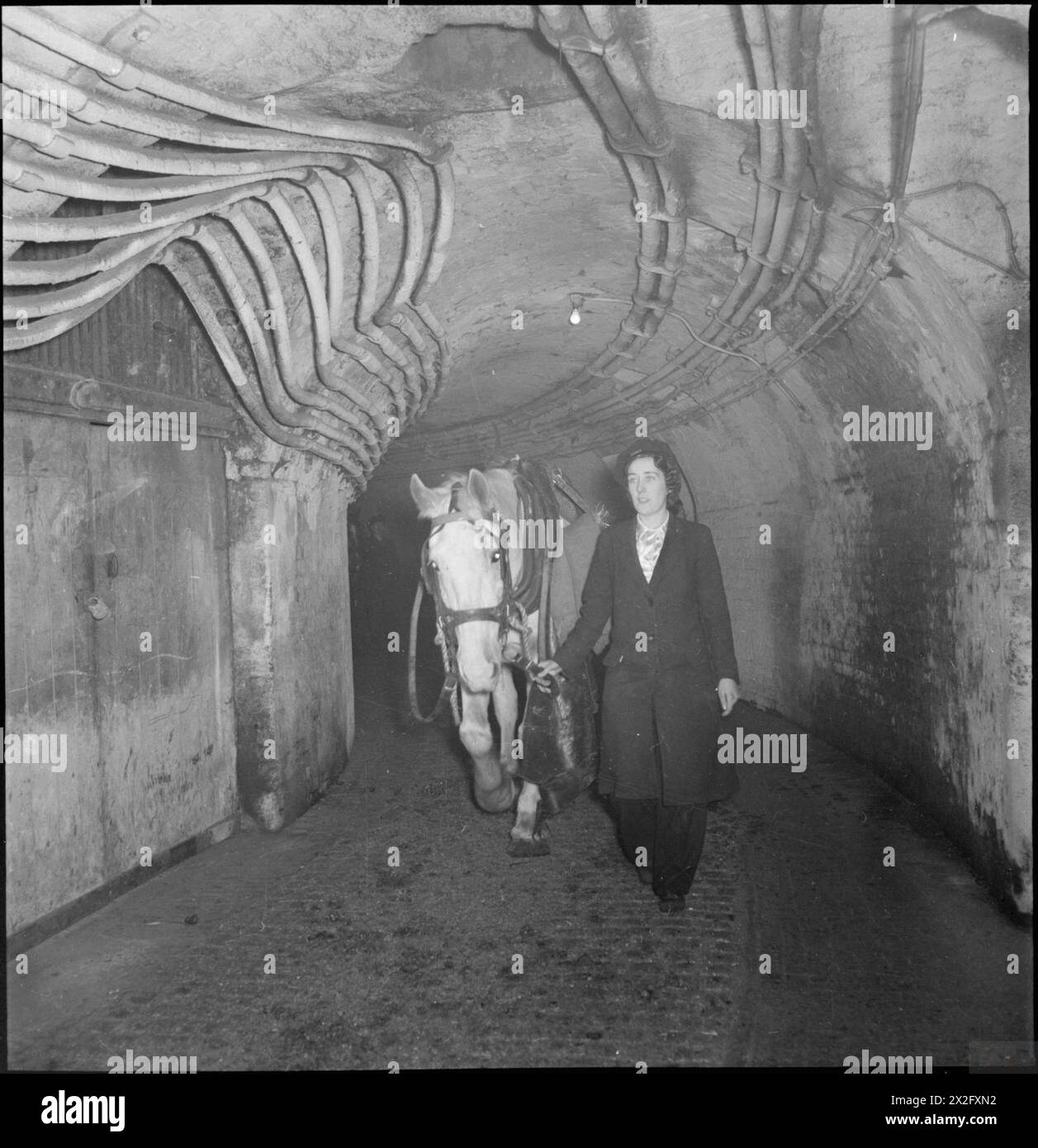 VAN GIRL: CONSEGNE DI CAVALLI E CARRETTI PER LA LONDON, MIDLAND AND SCOTTISH RAILWAY, LONDRA, INGHILTERRA, 1943 - Lilian Carpenter conduce il suo cavallo Snowball attraverso il tunnel che collega le scuderie alla banchina di carico o "banca", all'inizio della sua giornata di lavoro come corriere per LMS Railway. La didascalia originale afferma che Snowball 'fa il viaggio di ritorno senza accompagnatore' Foto Stock