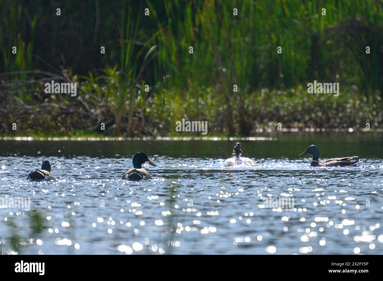 Mallard (Anas platyrhynchos) che nuota in acqua. Fotografato presso lo stagno ecologico artificiale e la riserva ornitologica di Hayarkon Park, Tel Aviv, Israele Foto Stock