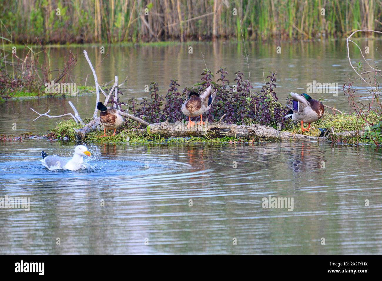 Il gabbiano nuota nell'acqua vicino al Mallard (Anas platyrhynchos) nuotando in acqua. Fotografato presso lo stagno ecologico artificiale e la riserva ornitologica Foto Stock