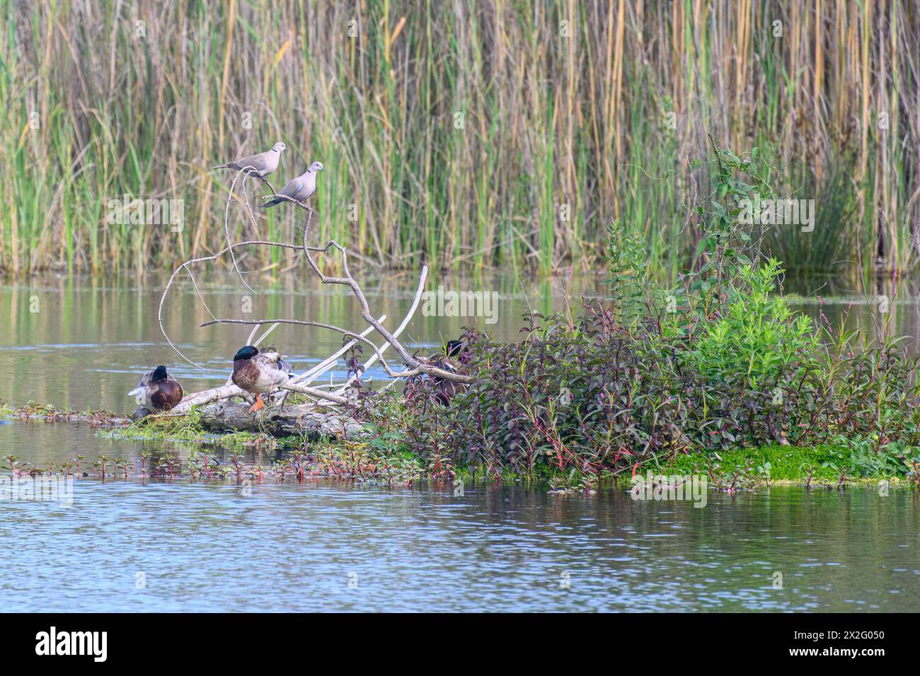 Colomba con colletto (Streptopelia decaocto) fotografata nello stagno ecologico artificiale e nel santuario degli uccelli di Hayarkon Park, Tel Aviv, Israele in aprile Foto Stock