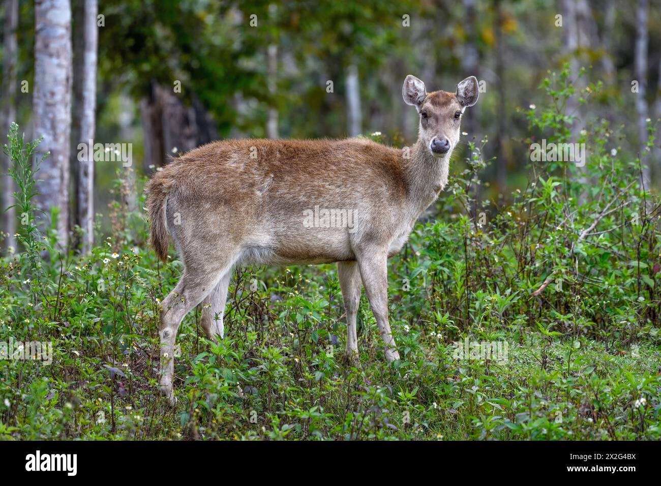 Zoologia, mammiferi (mammalia), cervi di Rusa o rusa di Giava (Cervus timorensis), animali di sesso femminile, CLEARANCE-SUPPLEMENTARE-INFO-NOT-AVAILABLE Foto Stock