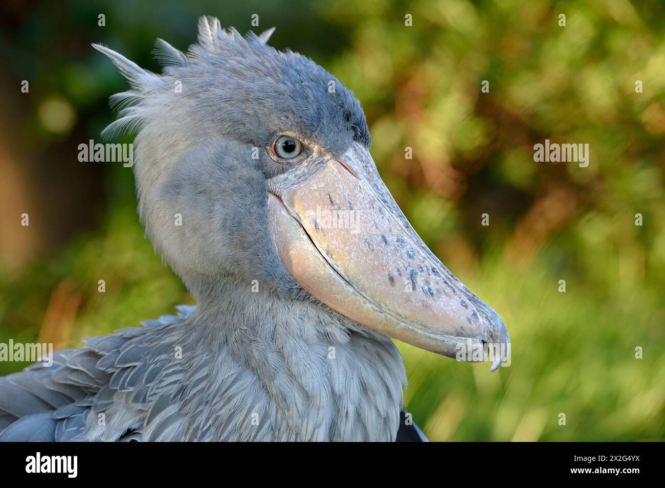 Zoologia, uccelli (Aves), store con testa di balena o Abu Markub (Balaeniceps Rex), trovati in Africa, ULTERIORI DIRITTI-CLEARANCE-INFO-NOT-AVAILABLE Foto Stock