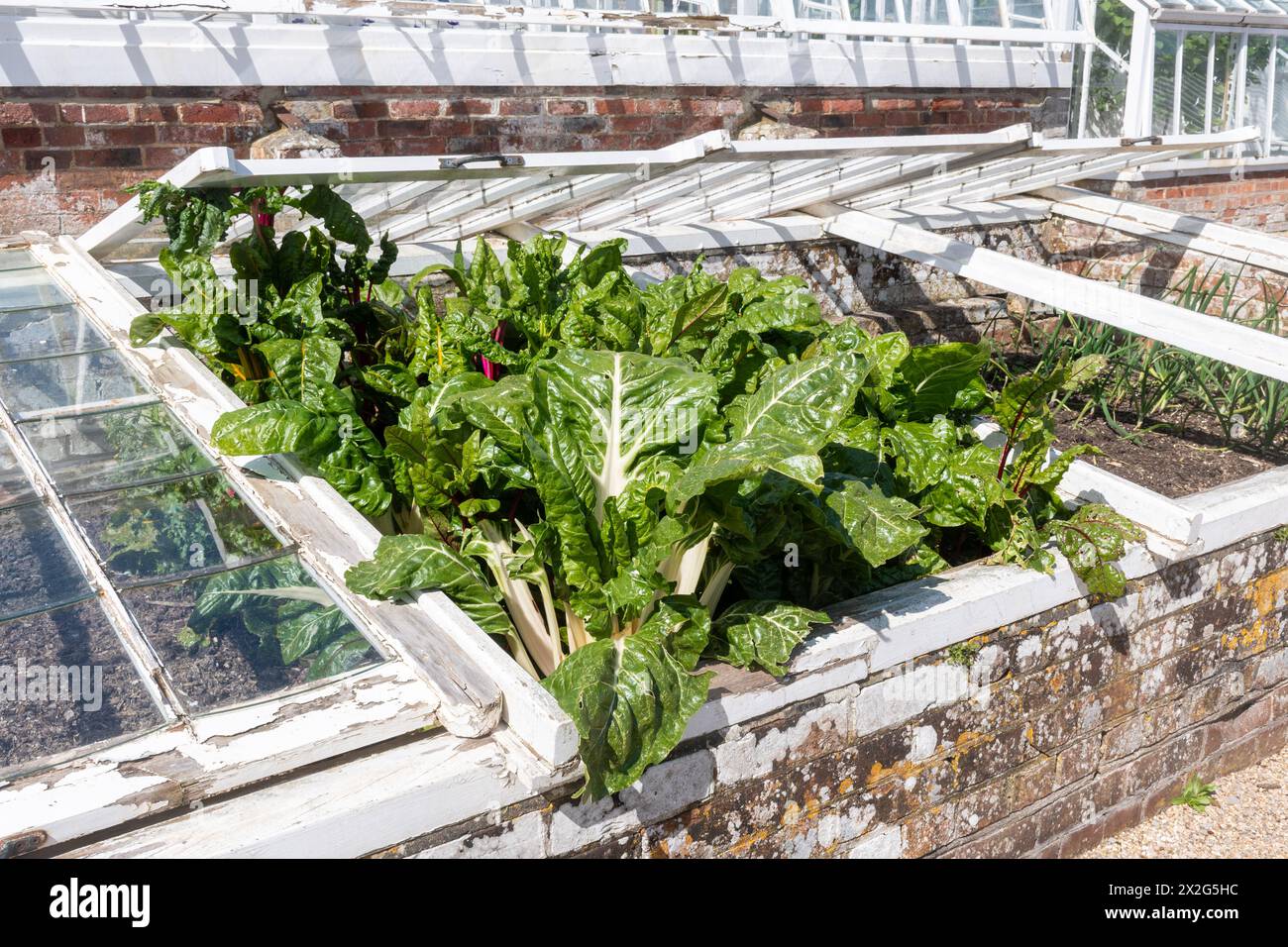 Una cornice fredda con verdure di bietola che crescono in un giardino inglese, Regno Unito Foto Stock