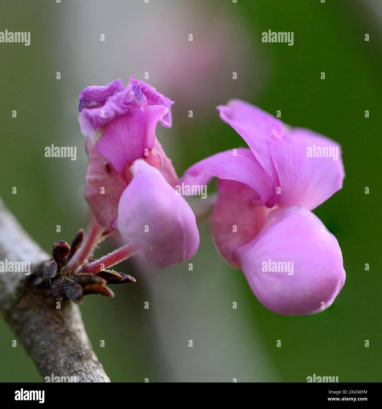 Primo piano dei fiori di un albero di Giuda in fiore Cercis siliquastrum fotografato nella bassa Galilea, Israele, a marzo Foto Stock