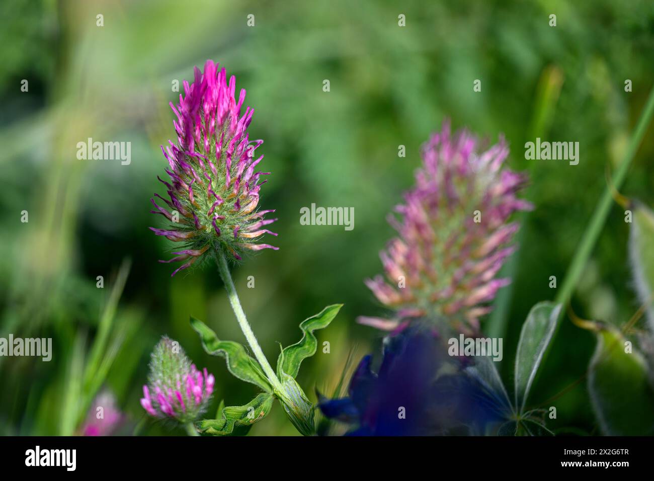 Trifolium purpureum (Viola Clover) fotografato nella bassa Galilea, Israele a marzo Foto Stock