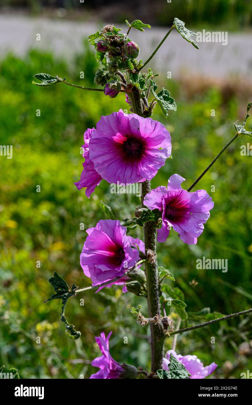 Fiori rosa e gemme della Bristly Hollyhock (Alcea setosa) خطميه fotografati nella bassa Galilea, Israele, a marzo Foto Stock