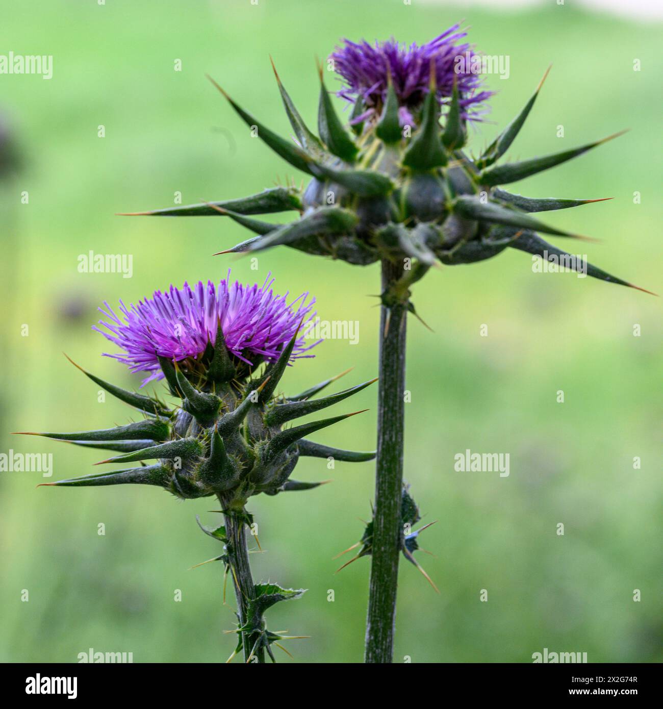 Silybum marianum Cardo di nostra Signora, Sacro Cardo, Cardo di latte خرفيش الجمالPhotographed nella bassa Galilea, Israele a marzo Silybum marianum è a S Foto Stock