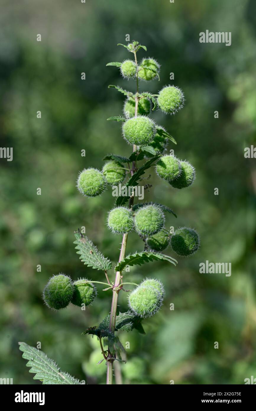 L'ortica romana, قراص Urtica pilulifera, nota anche come ortica romana, è una pianta erbacea annuale della famiglia delle Urticaceae. Fotografato Foto Stock