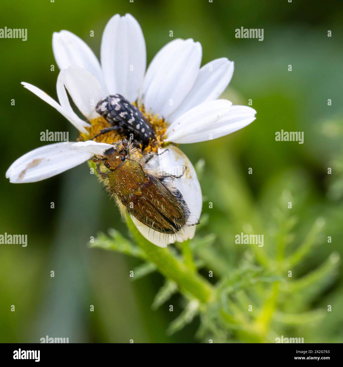 Insetti su un fiore di Anthemis chia bianco e giallo Anthemis è un genere di piante aromatiche da fiore della famiglia delle Asteraceae, strettamente imparentato con Chama Foto Stock