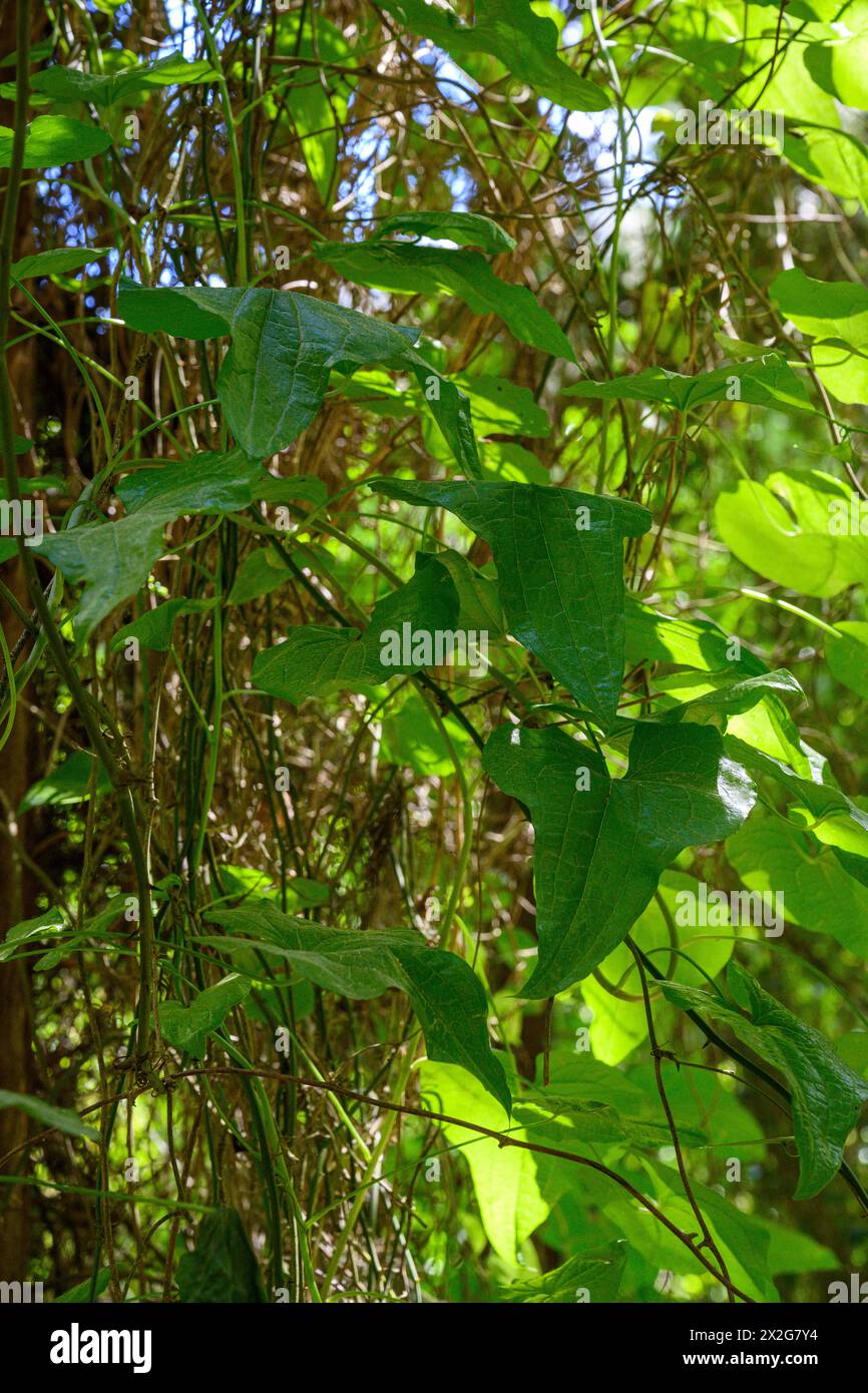 Lo Smilax aspera, con nomi comuni smilax, alghe grezze, sarsaparille e smilax mediterraneo, è una specie di vite fiorita nei greenbri Foto Stock