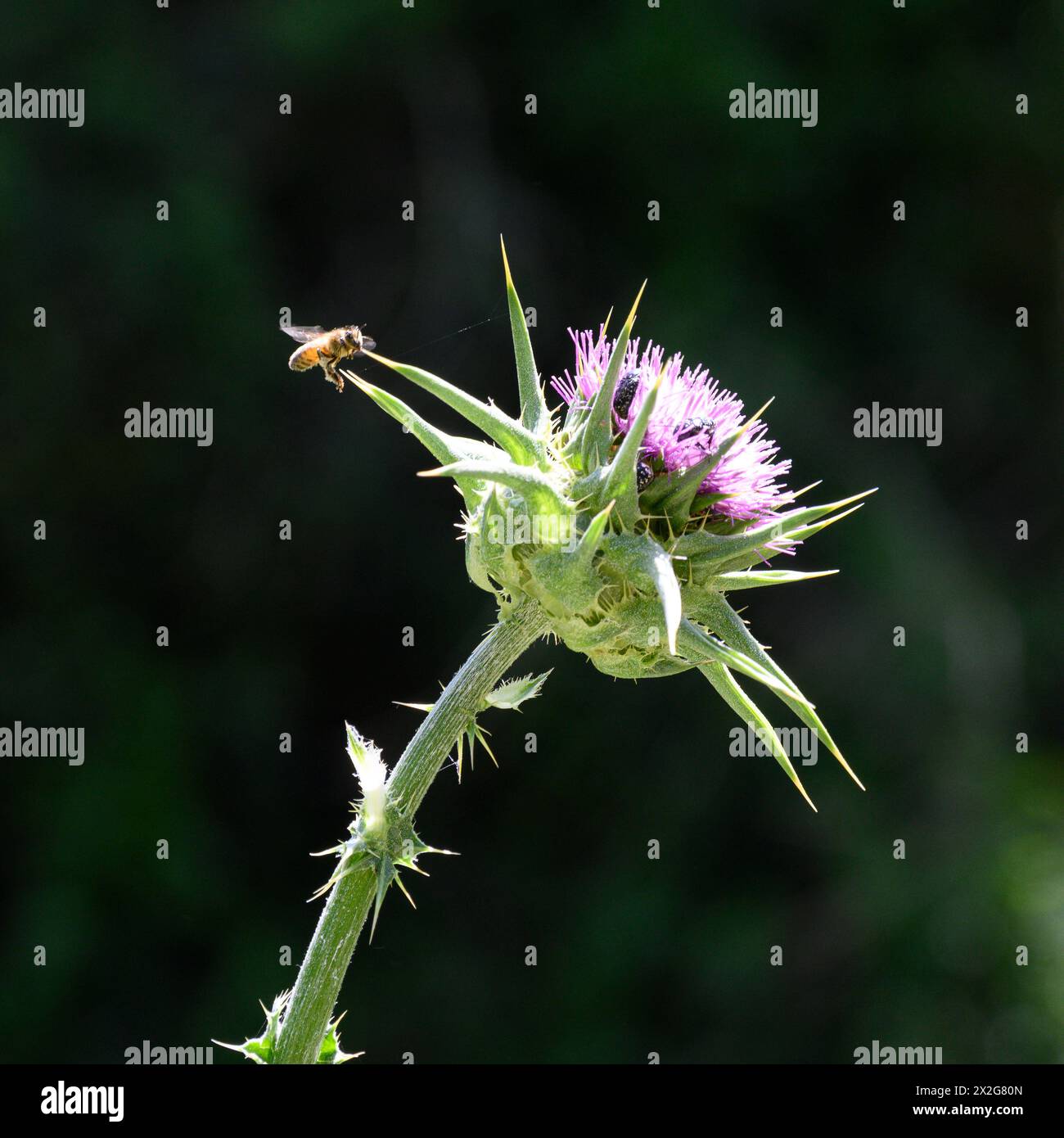 Silybum marianum Cardo di nostra Signora, Sacro Cardo, Cardo di latte خرفيش الجمالPhotographed nella bassa Galilea, Israele a marzo Silybum marianum è a S Foto Stock