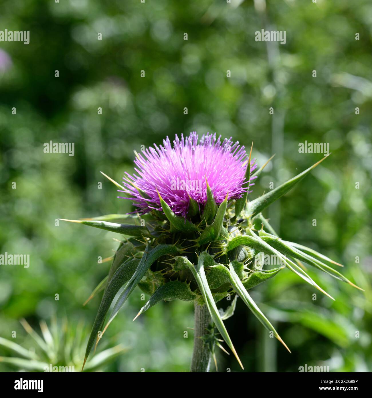 Silybum marianum Cardo di nostra Signora, Sacro Cardo, Cardo di latte خرفيش الجمالPhotographed nella bassa Galilea, Israele a marzo Silybum marianum è a S Foto Stock