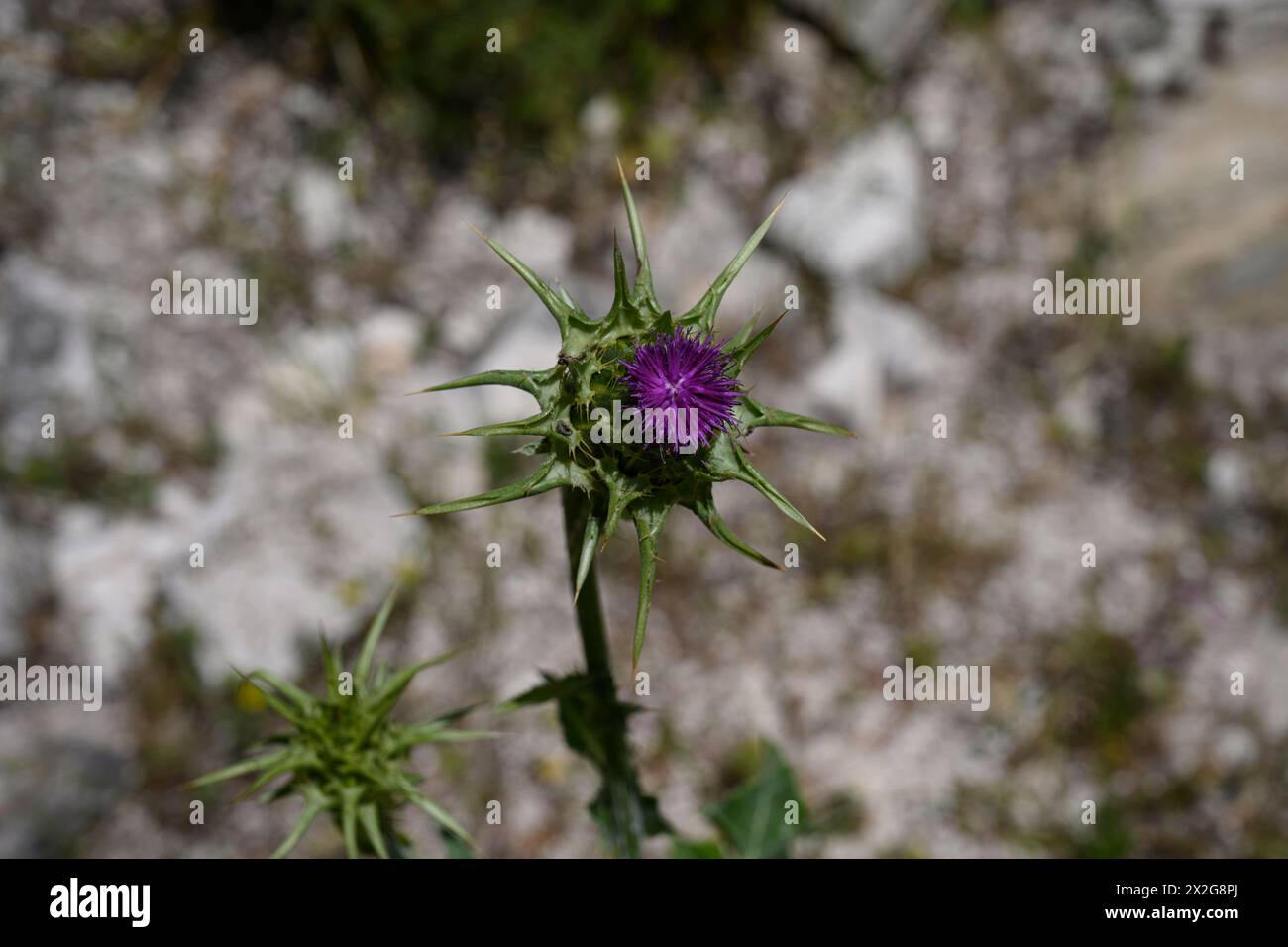 Silybum marianum Cardo di nostra Signora, Sacro Cardo, Cardo di latte خرفيش الجمالPhotographed nella bassa Galilea, Israele a marzo Silybum marianum è a S Foto Stock