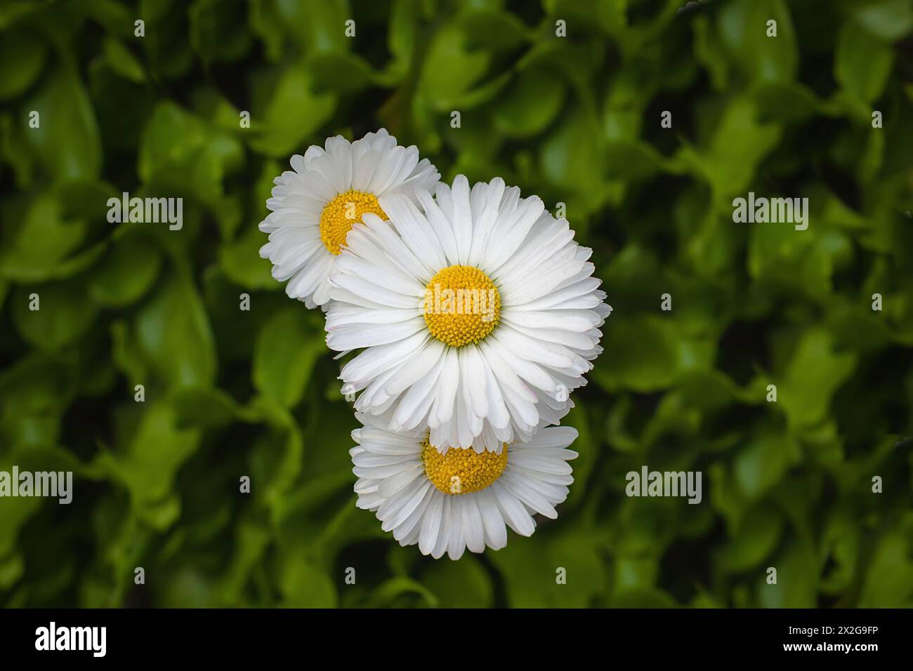 Tre bellissime Daisy Flowers Chamomile nel parco Foto Stock