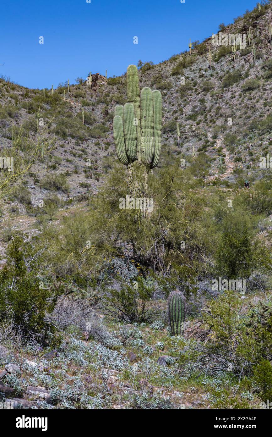 Saguaro cactus lungo il sentiero Piestewa Peak nella riserva delle Phoenix Mountains sul lato nord di Phoenix, Arizona Foto Stock