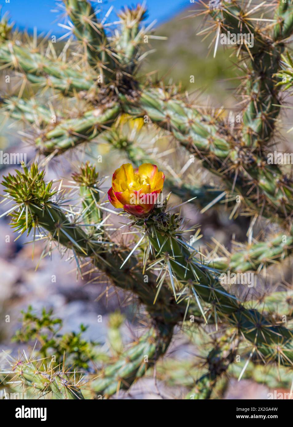 I cactus Cholla fioriscono lungo il sentiero Piestewa Peak nella riserva delle Phoenix Mountains sul lato nord di Phoenix, Arizona Foto Stock