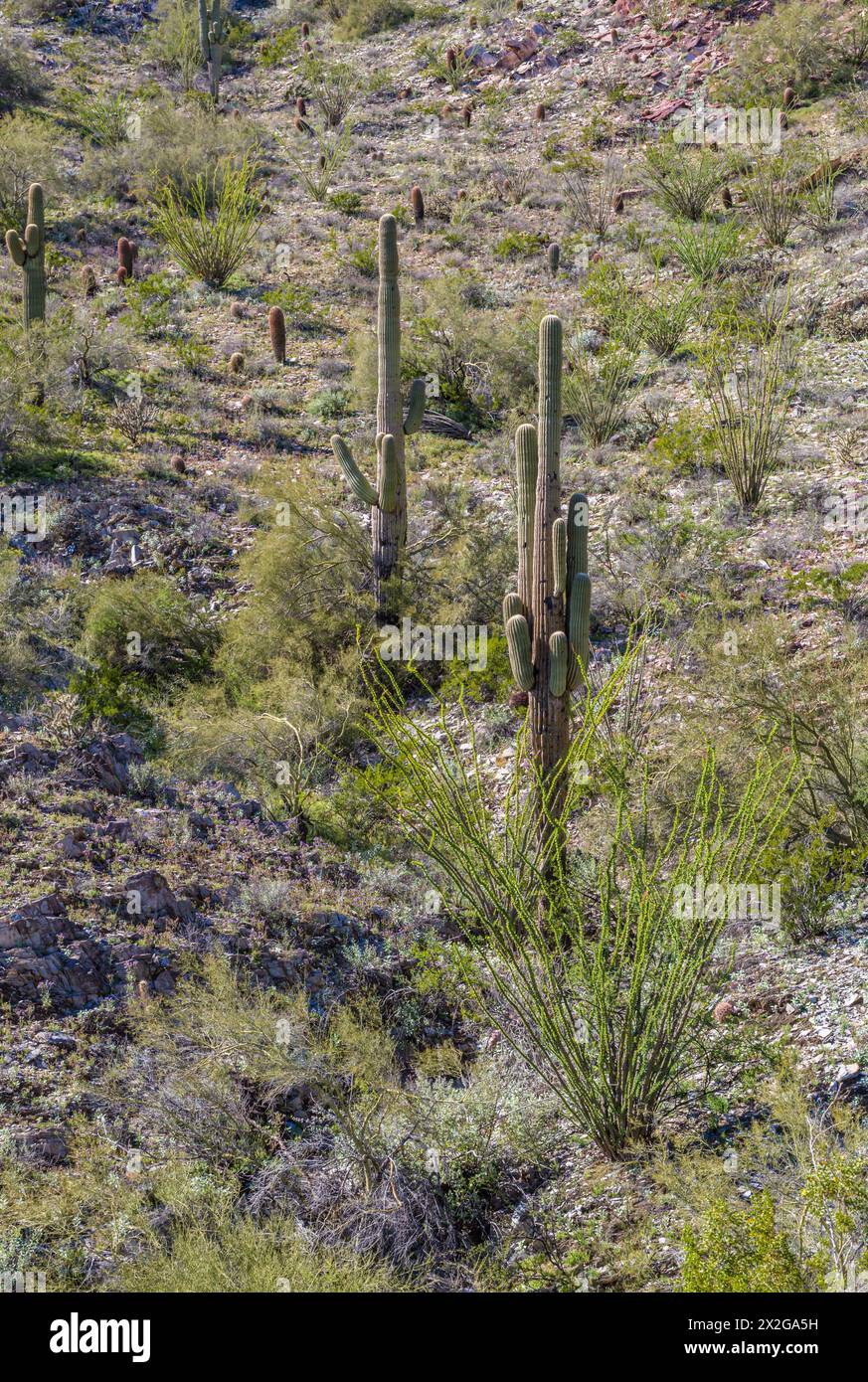 Nuove foglie e l'inizio della fioritura sul cactus ocotillo lungo il sentiero Piestewa Peak nella riserva delle Phoenix Mountains sul lato nord di Phoen Foto Stock