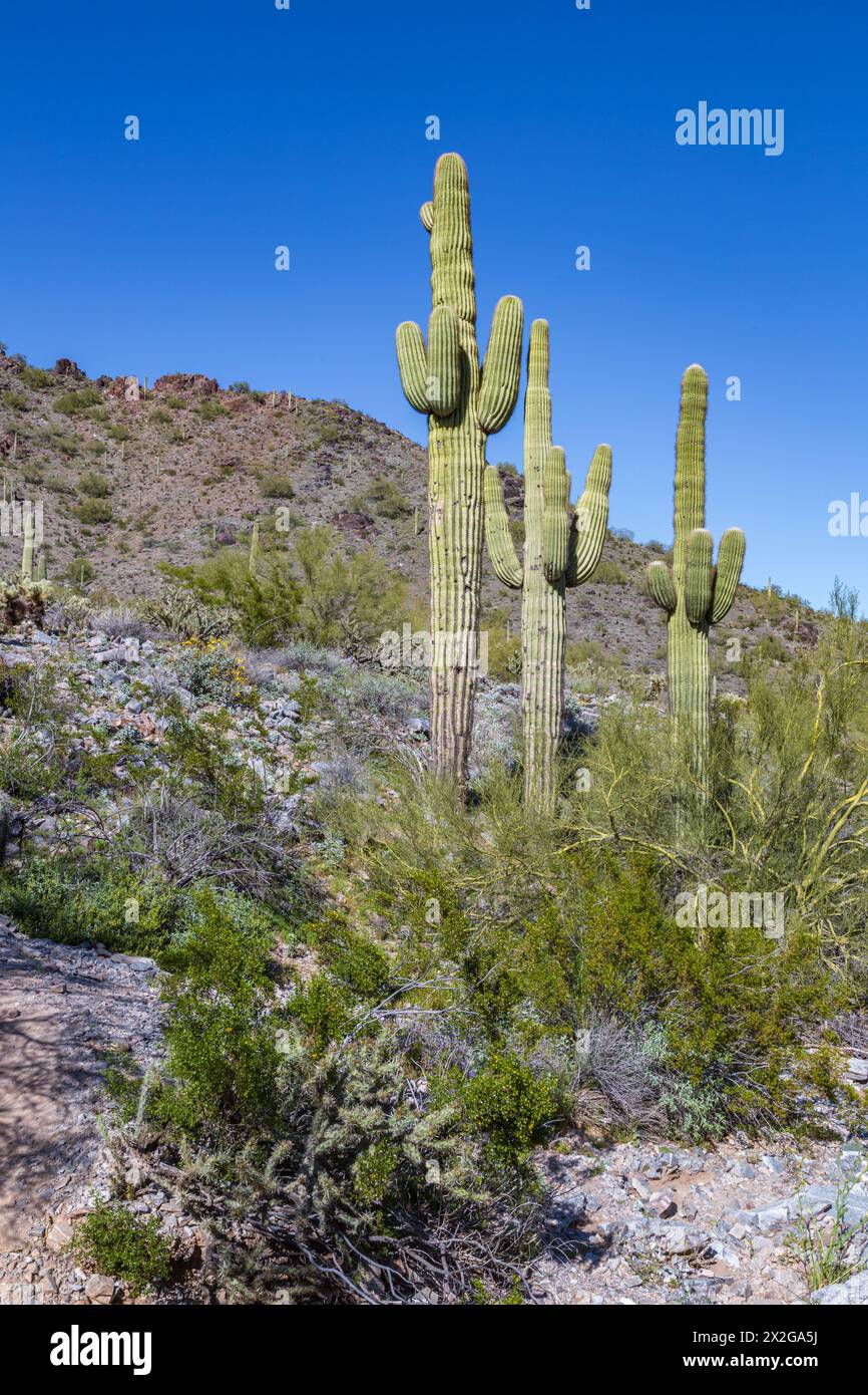 Saguaro cactus lungo il percorso naturalistico di Piestewa nella riserva delle Phoenix Mountains sul lato nord di Phoenix, Arizona Foto Stock