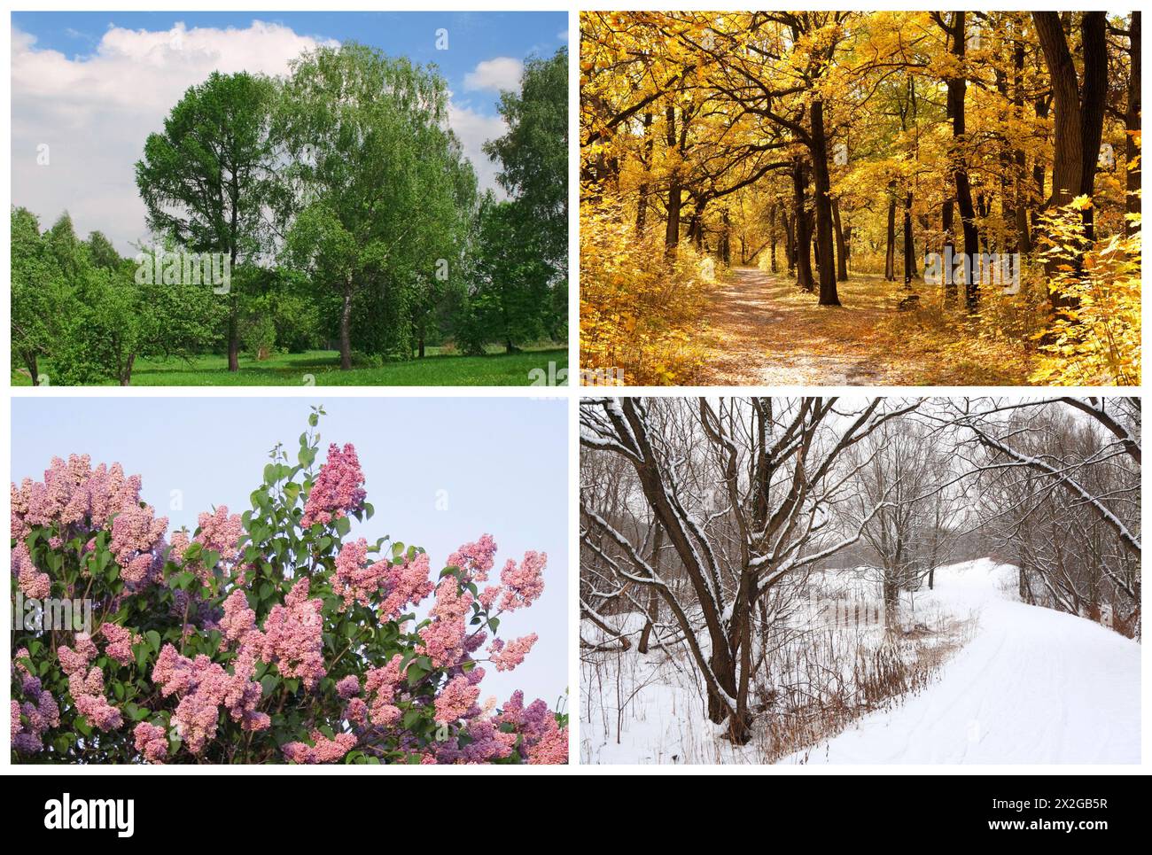 quattro stagioni primavera, estate, autunno, inverno alberi collage con bordi bianchi Foto Stock