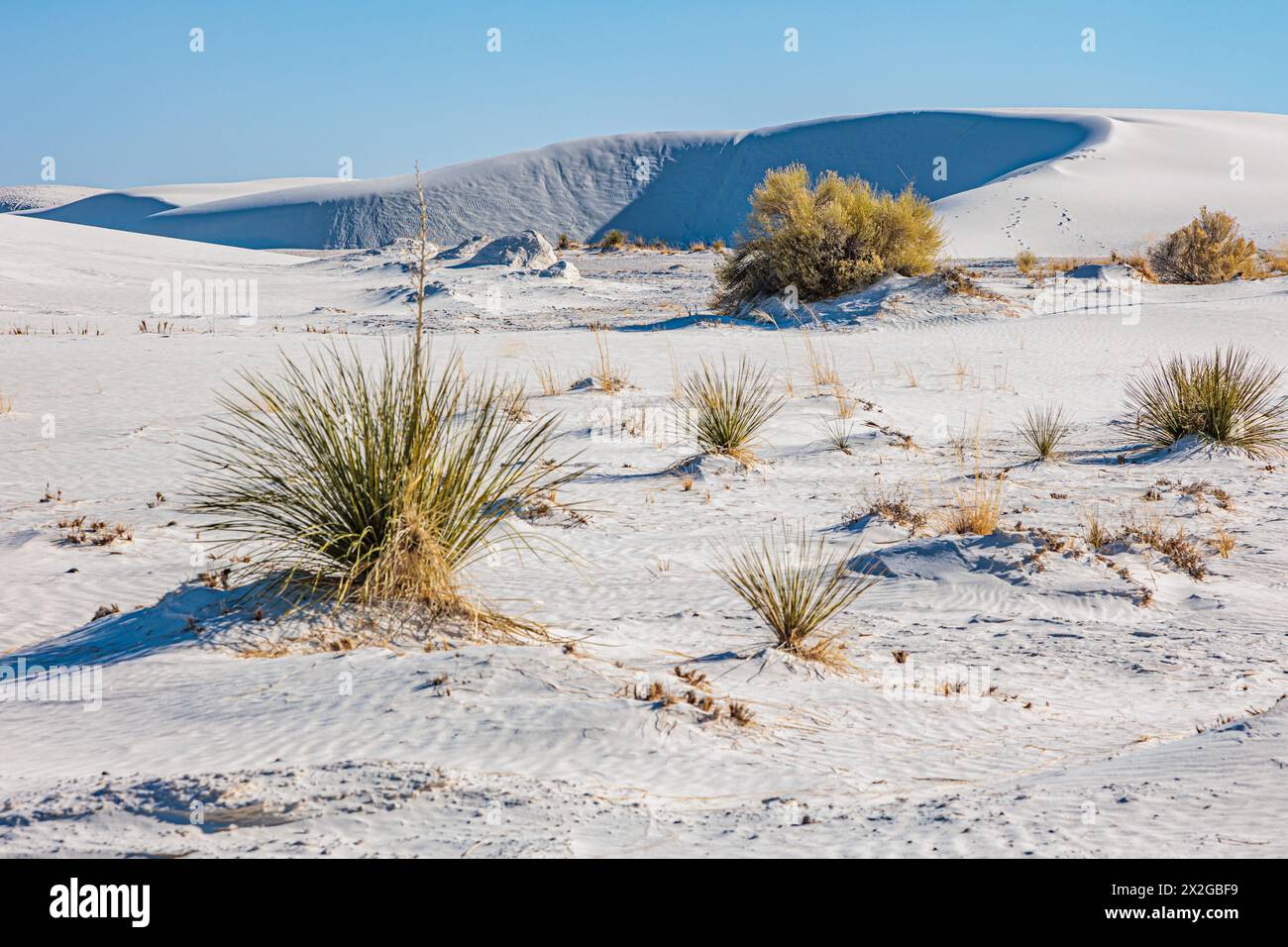 Campi di gesso presso il White Sands National Monument, situato nel deserto del Chihuahuan e nel bacino di Tularosa vicino ad Alamorodo, New Mexico, USA Foto Stock