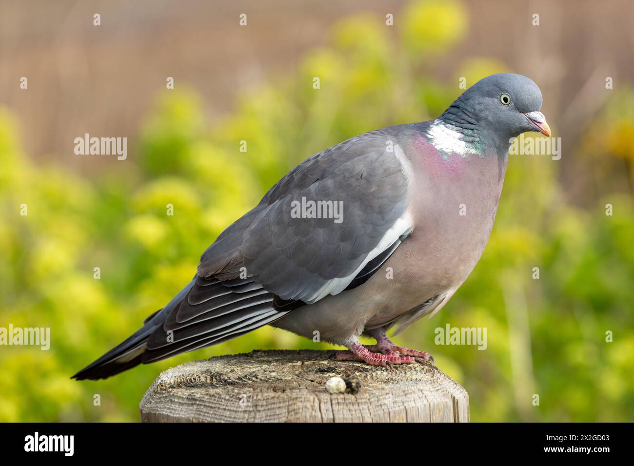 Il piccione di legno comune (Columba palumbus) in piedi sul lato Foto Stock