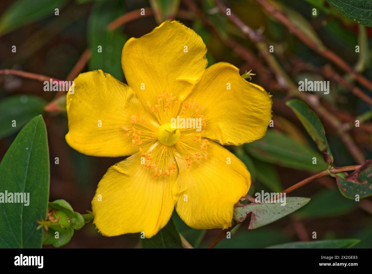 Grande fiore giallo dell'erba di San Giovanni (Hypericum 'Hidcote') su arbusto da giardino con una serie di stami intorno a una pistola centrale, Berkshire, settembre Foto Stock