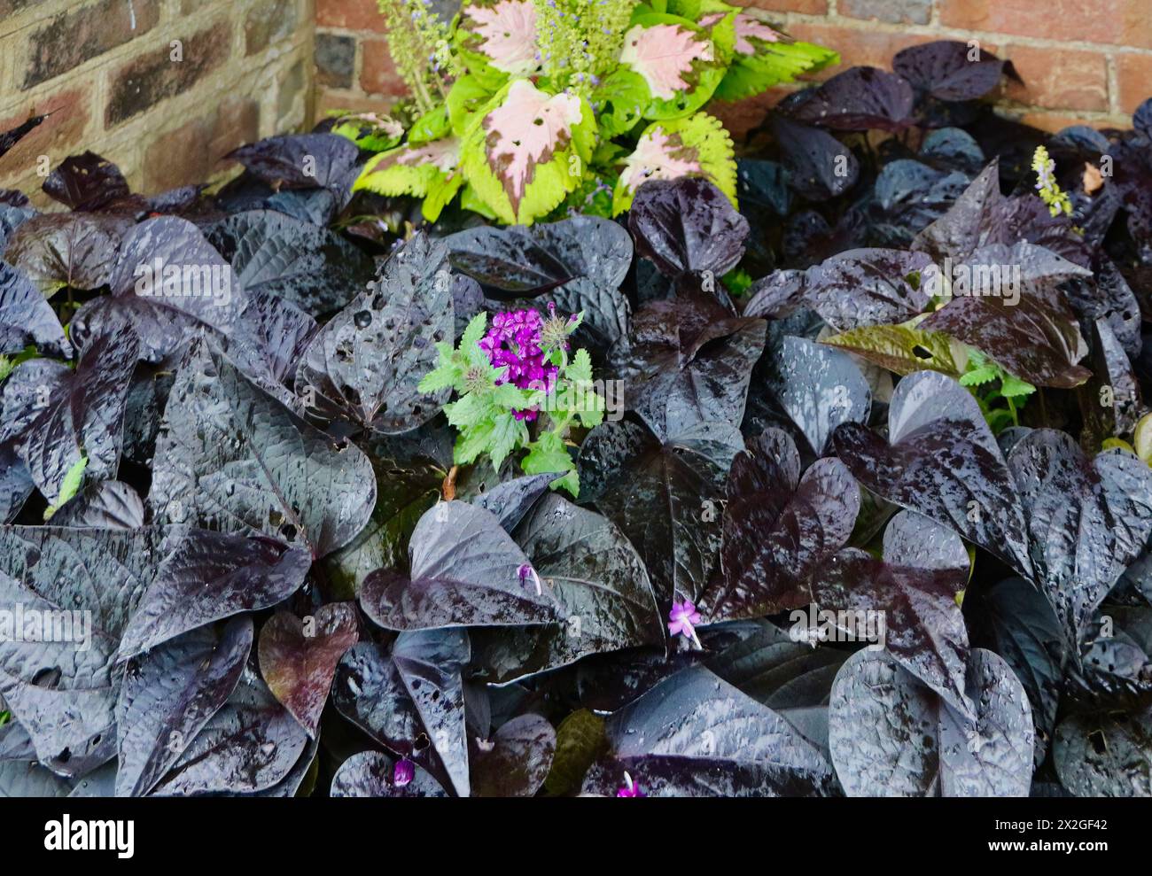 Bagnato piovuto su Sweet Potato Vine foglie commestibili viola varietà Ipomoea batatas Foto Stock