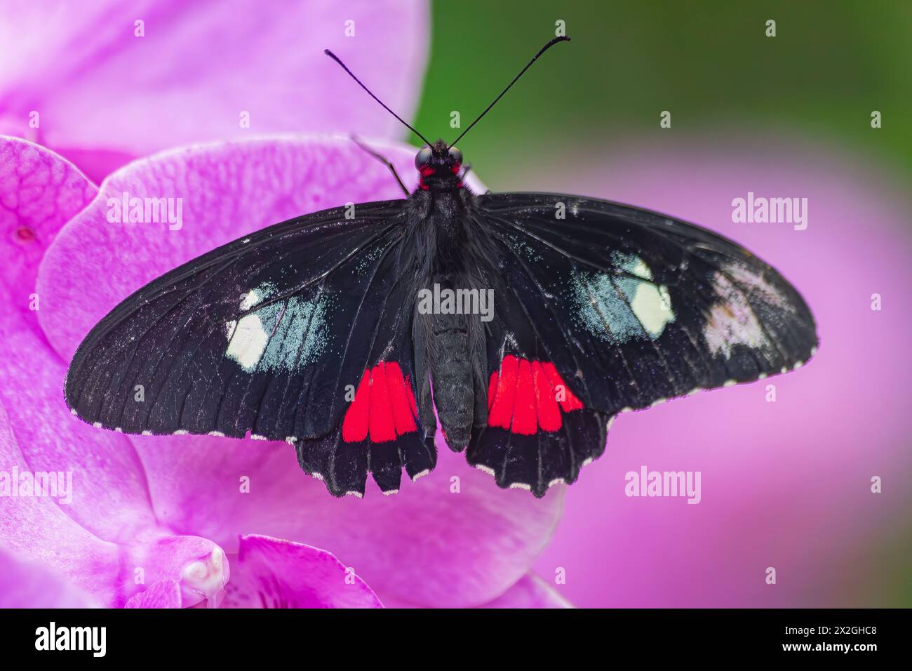 Farfalla Iphidamas a cuore di allevamento (Parides iphidamas), con ali aperte su un'orchidea viola Foto Stock