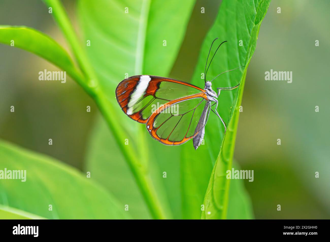 Glasswing butterfly (greta oto), su una foglia verde, con la giungla verde sullo sfondo della vegetazione Foto Stock