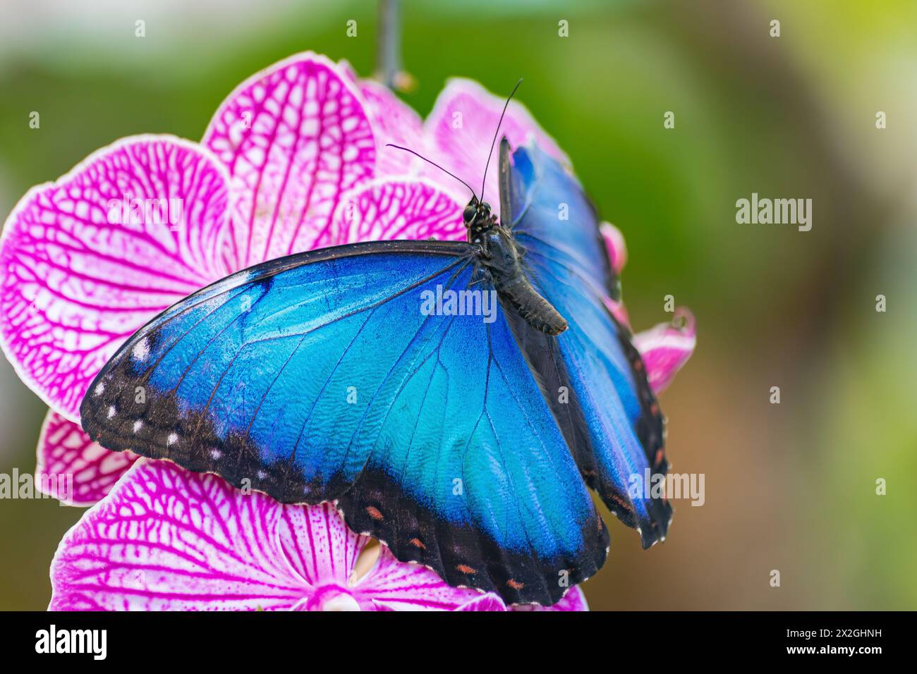 Morpho Peleides, farfalla dell'imperatore, in un'orchidea viola, con le ali aperte Foto Stock