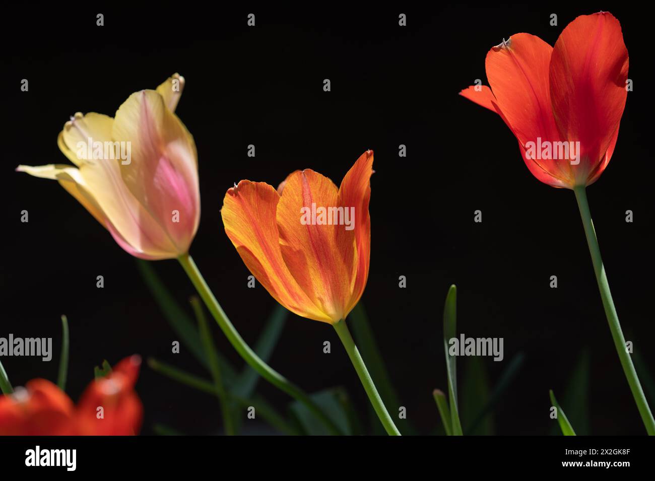Tre tulipani vibranti davanti a uno sfondo nero. Foto Stock
