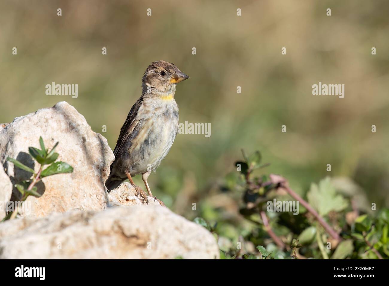 Passero di roccia (Petronia petronia), piccolo uccello che vive ad altitudini elevate nell'Europa mediterranea, Abruzzo, Italia. Foto Stock