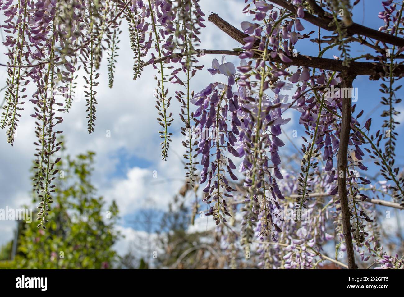 Fiore di albero di Wisteria in primavera contro il cielo blu, fuoco morbido Foto Stock