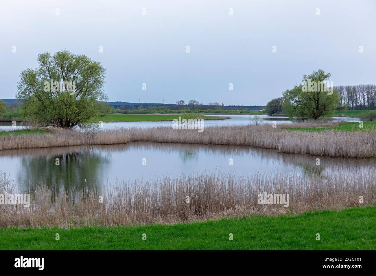 Alberi, canne, acqua, zone umide dell'Elba vicino a Bleckede, bassa Sassonia, Germania Foto Stock