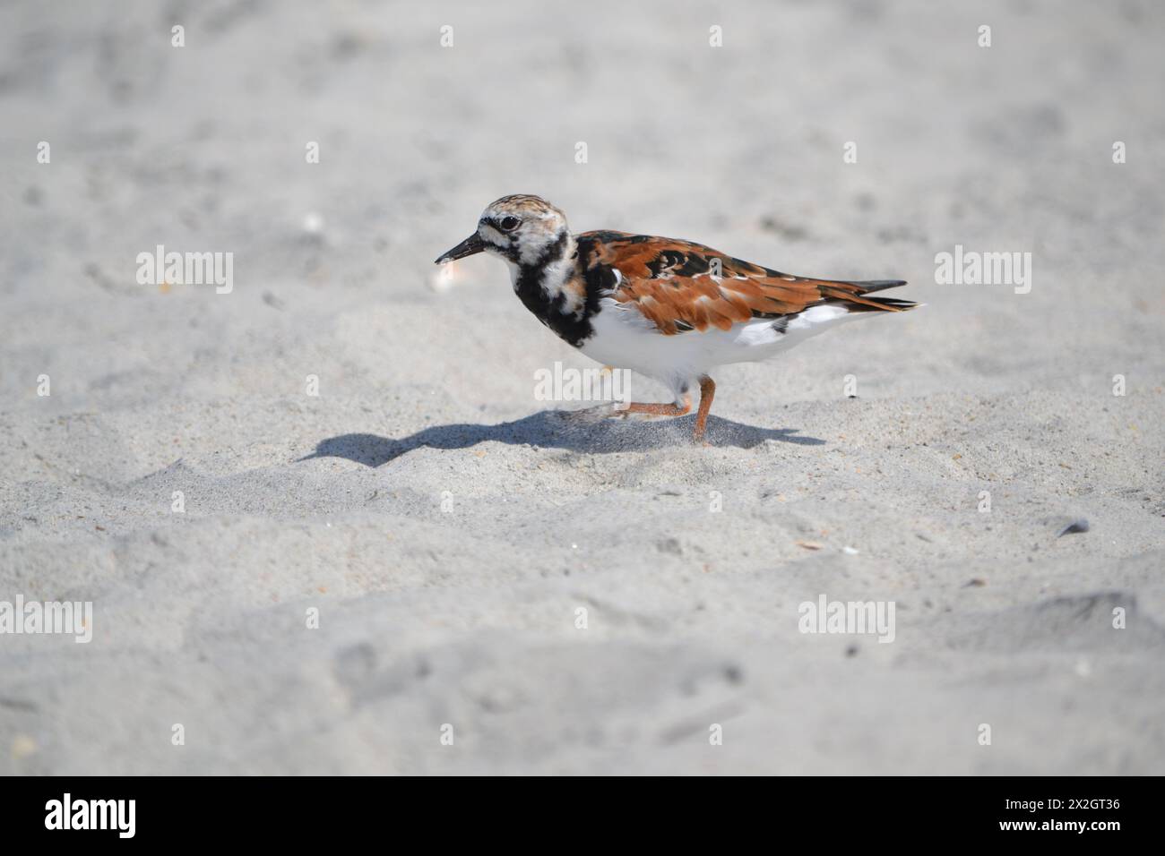 Un uccello Ruddy Turnstone sparge la sabbia mentre si allena per mangiare lungo le coste sabbiose di Port Canaveral, Jetty Beach, Florida. Foto Stock