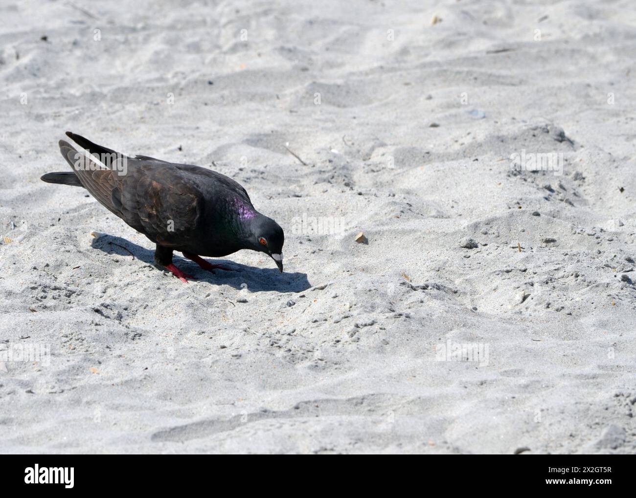 Un piccione scuro e iridescente con occhi rossi si prepara a mangiare sulla spiaggia sabbiosa di Jetty Park, Port Canaveral, Florida. Foto Stock