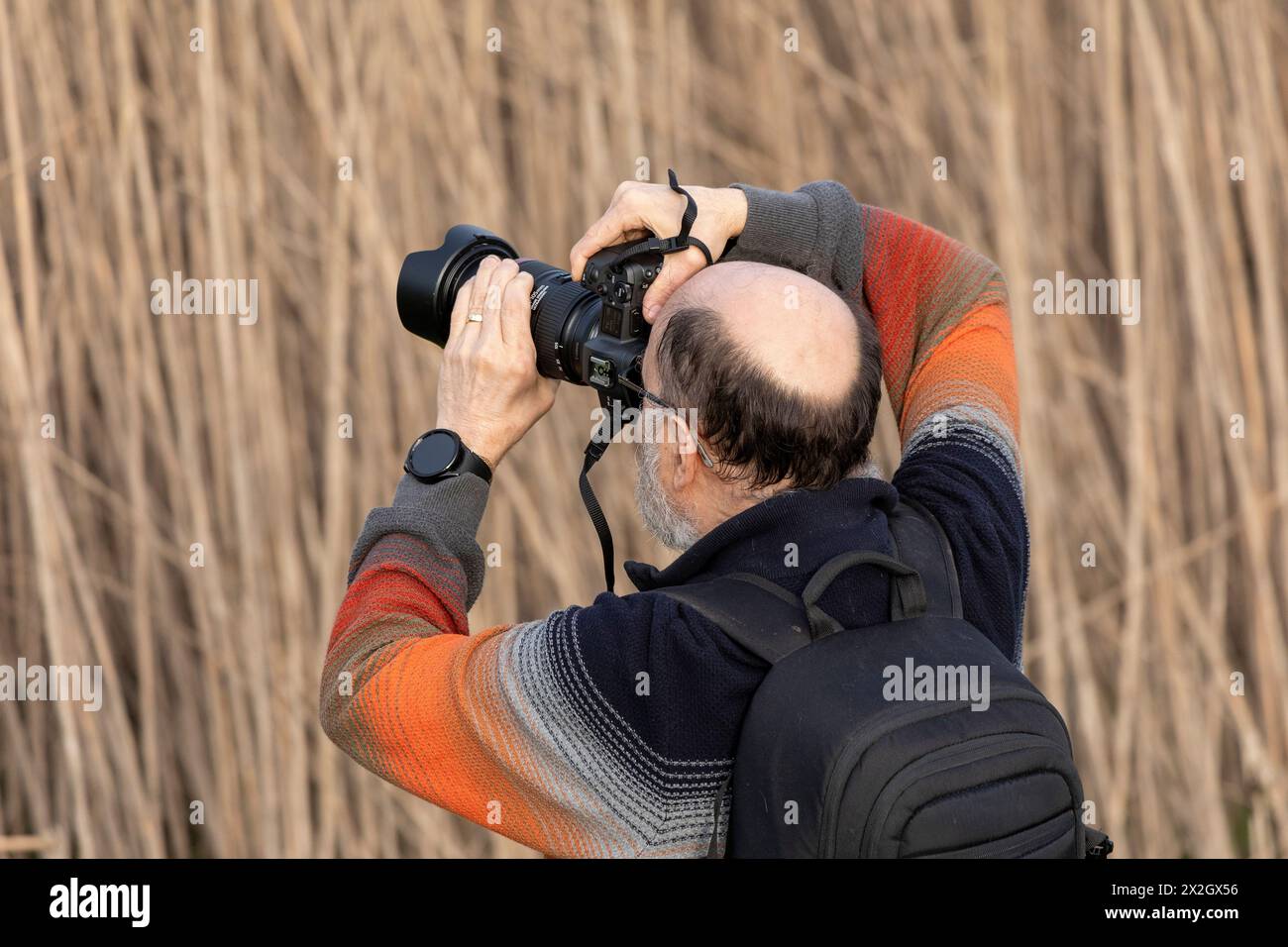 Uomo anziano che scatta foto, canne, paludi dell'Elba vicino Bleckede, bassa Sassonia, Germania Foto Stock