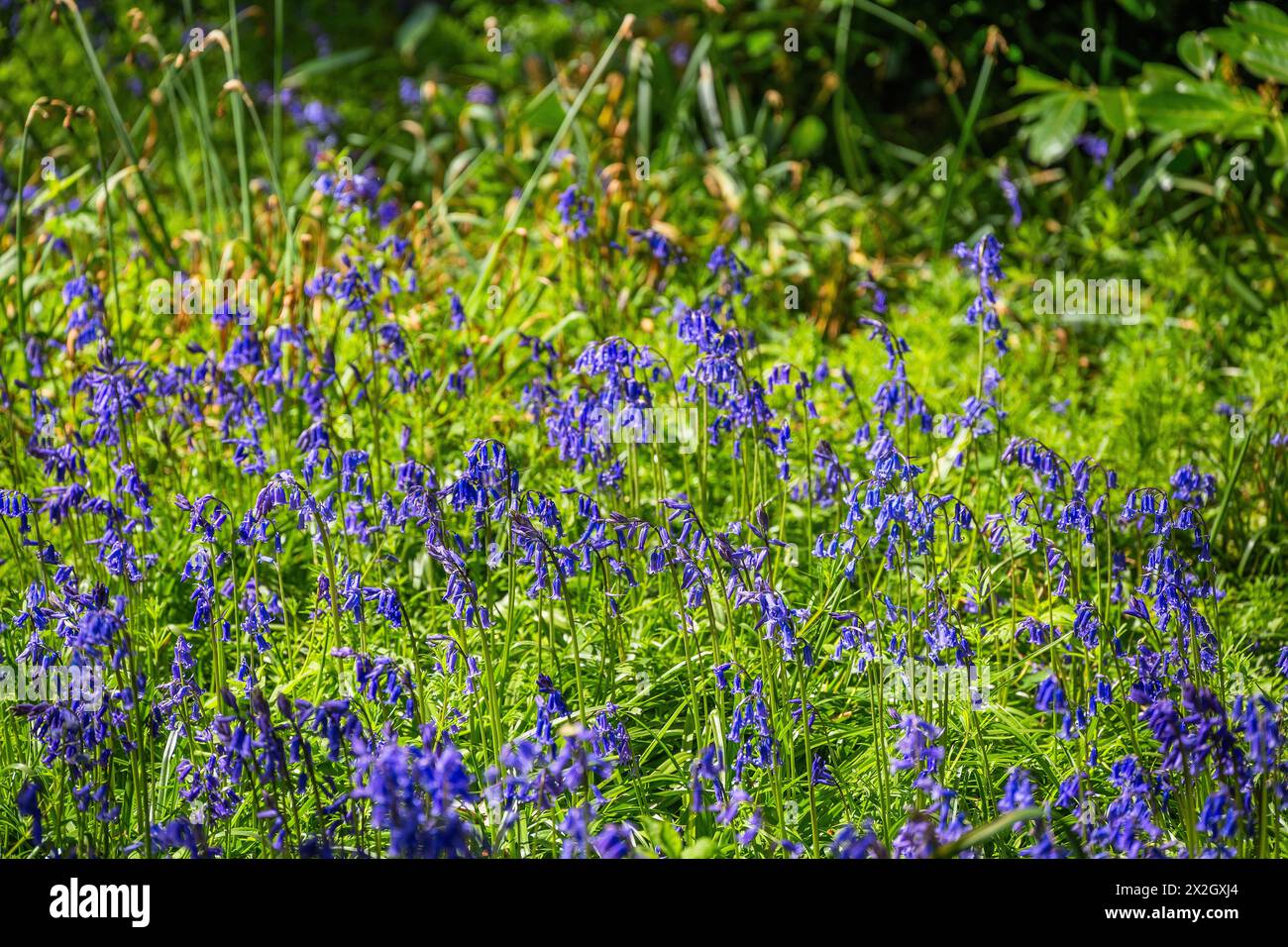 bluebells legno di bluebell Foto Stock