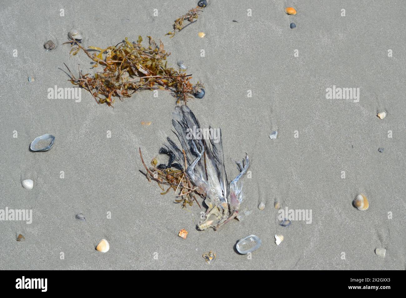 Alghe, una carcassa parziale di gabbiano e conchiglie si trovano ai margini dell'oceano a Jetty Park Beach, Port Canaveral, Florida. Foto Stock