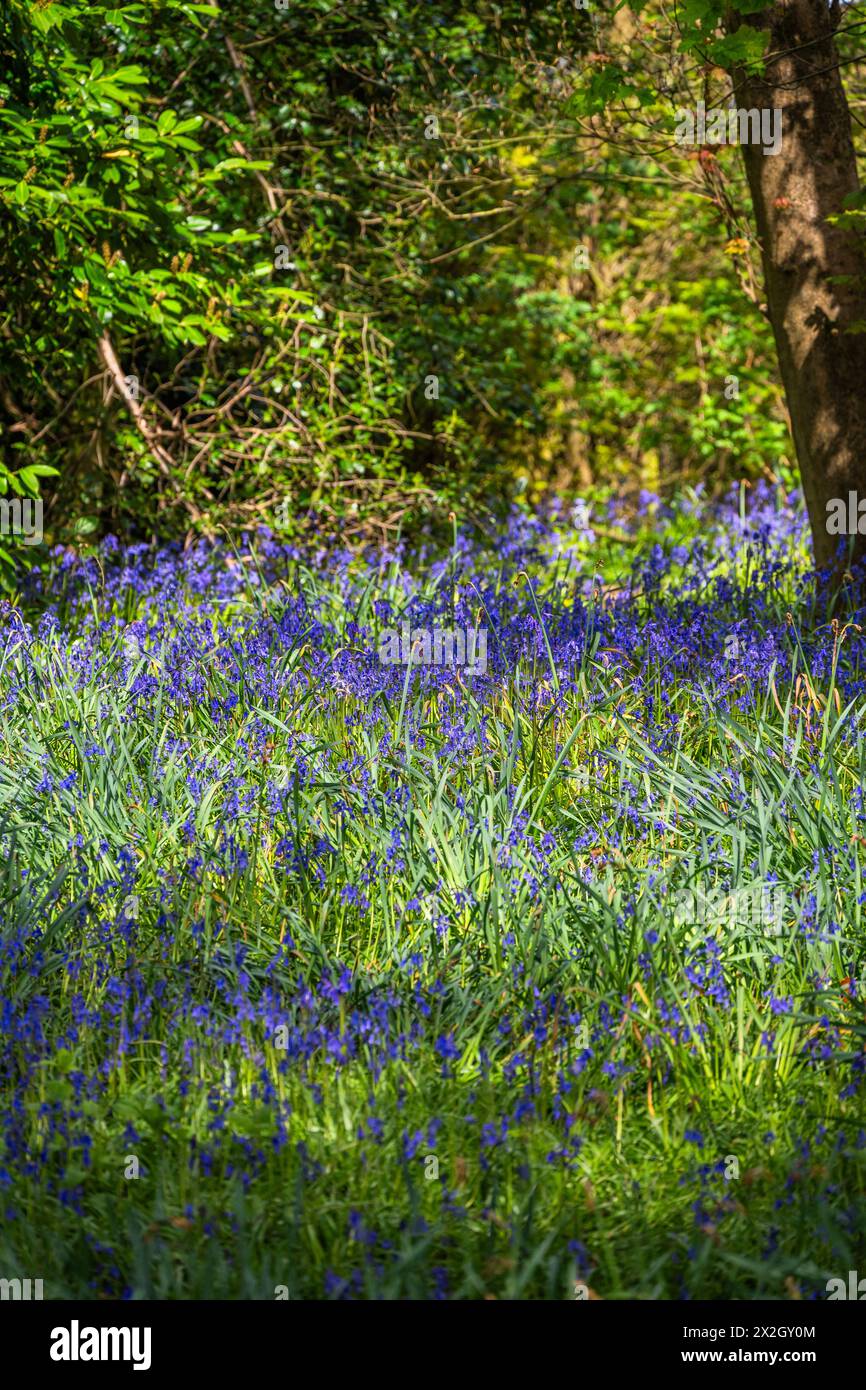 bluebells legno di bluebell Foto Stock