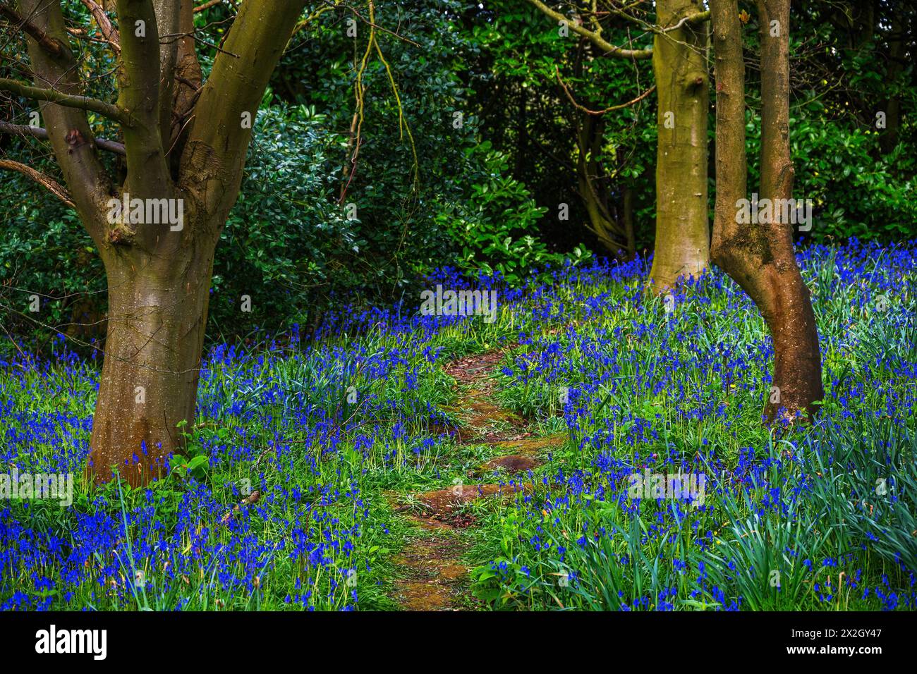 bluebells legno di bluebell Foto Stock