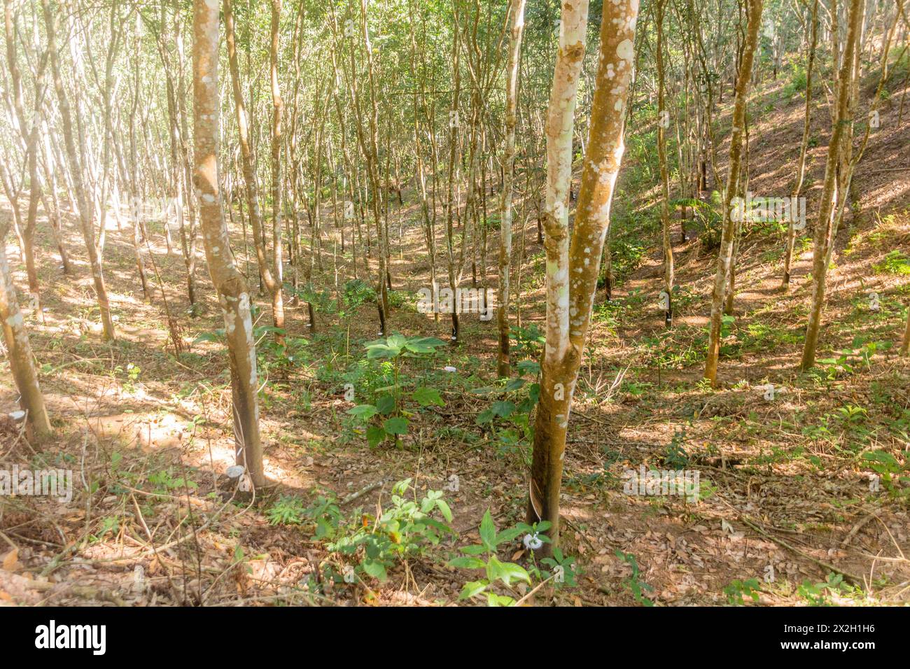 Piantagione di alberi di gomma vicino alla città di Luang Namtha, Laos Foto Stock
