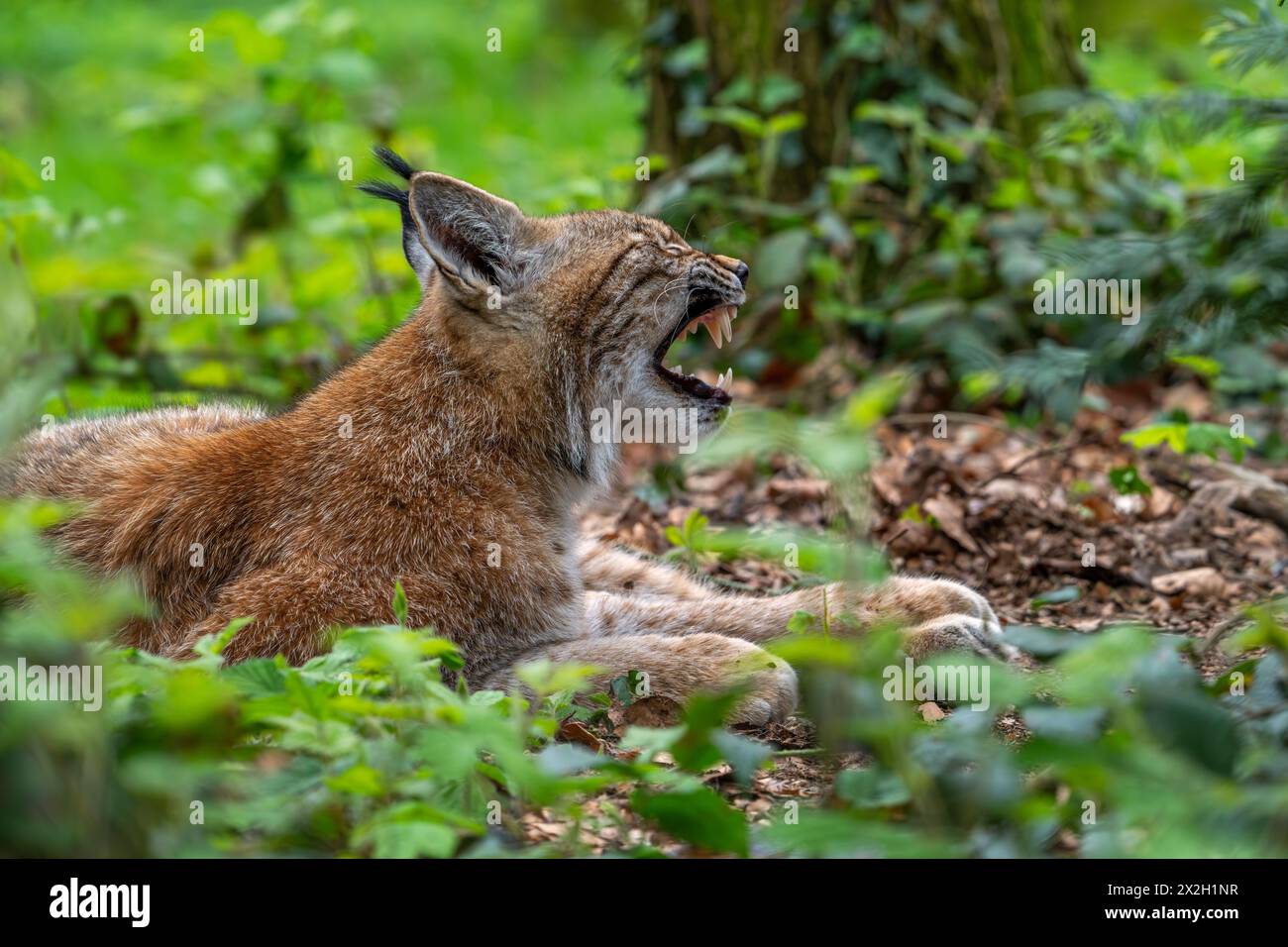 Sonnolente lince eurasiatica (lince lince) che sbadiglia e mostra grandi zanne / canini nel boschetto della foresta Foto Stock