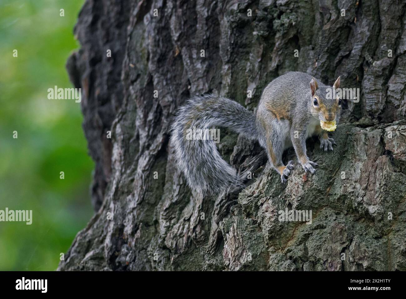 Lo scoiattolo grigio orientale (Sciurus carolinensis), ha introdotto specie provenienti dal Nord America, arrampicandosi in un parco cittadino in Inghilterra, Regno Unito Foto Stock