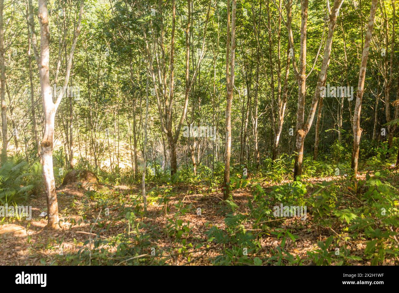 Piantagione di alberi di gomma vicino alla città di Luang Namtha, Laos Foto Stock