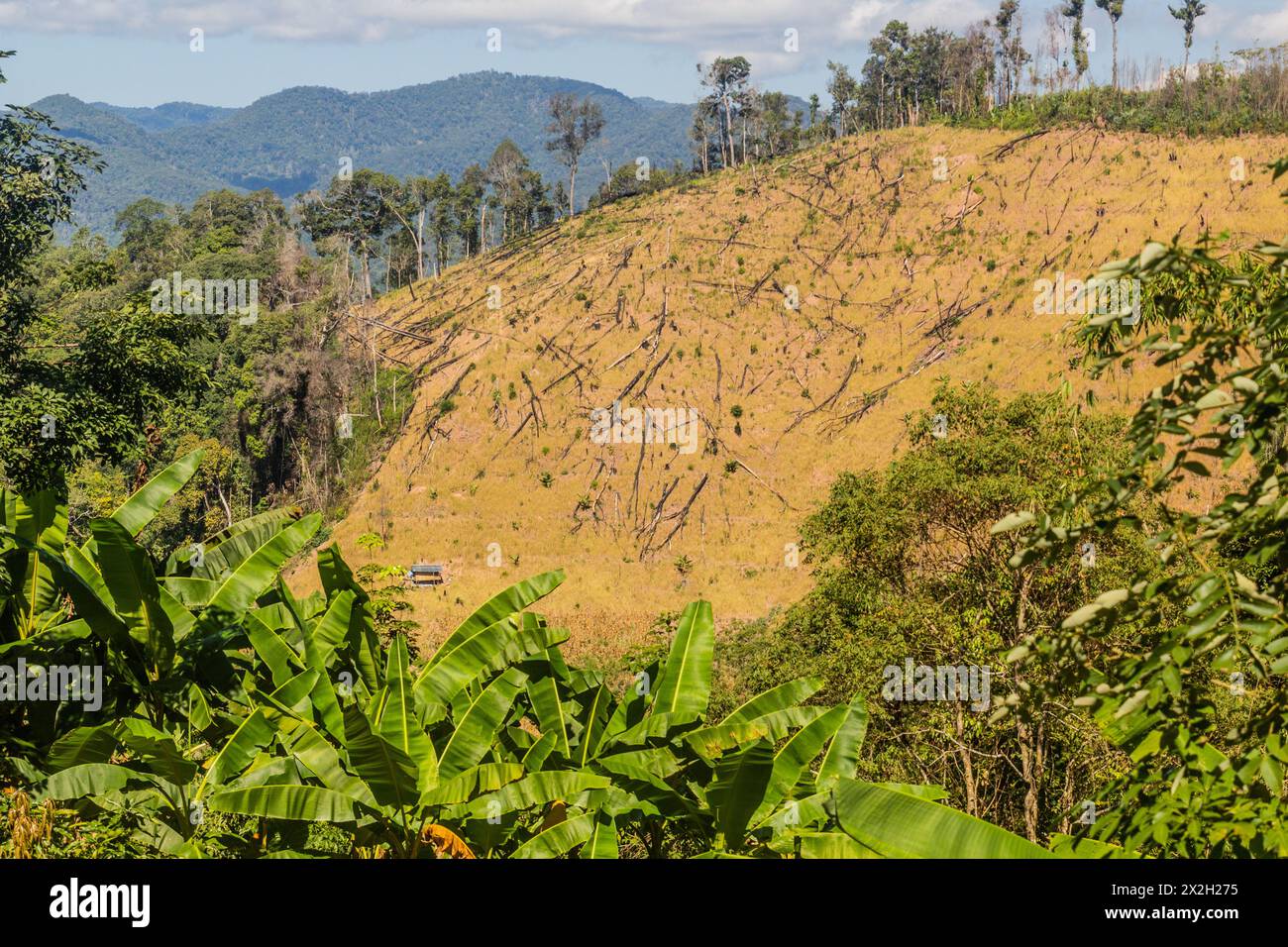 Deforestazione nei pressi della città di Luang Namtha, Laos Foto Stock