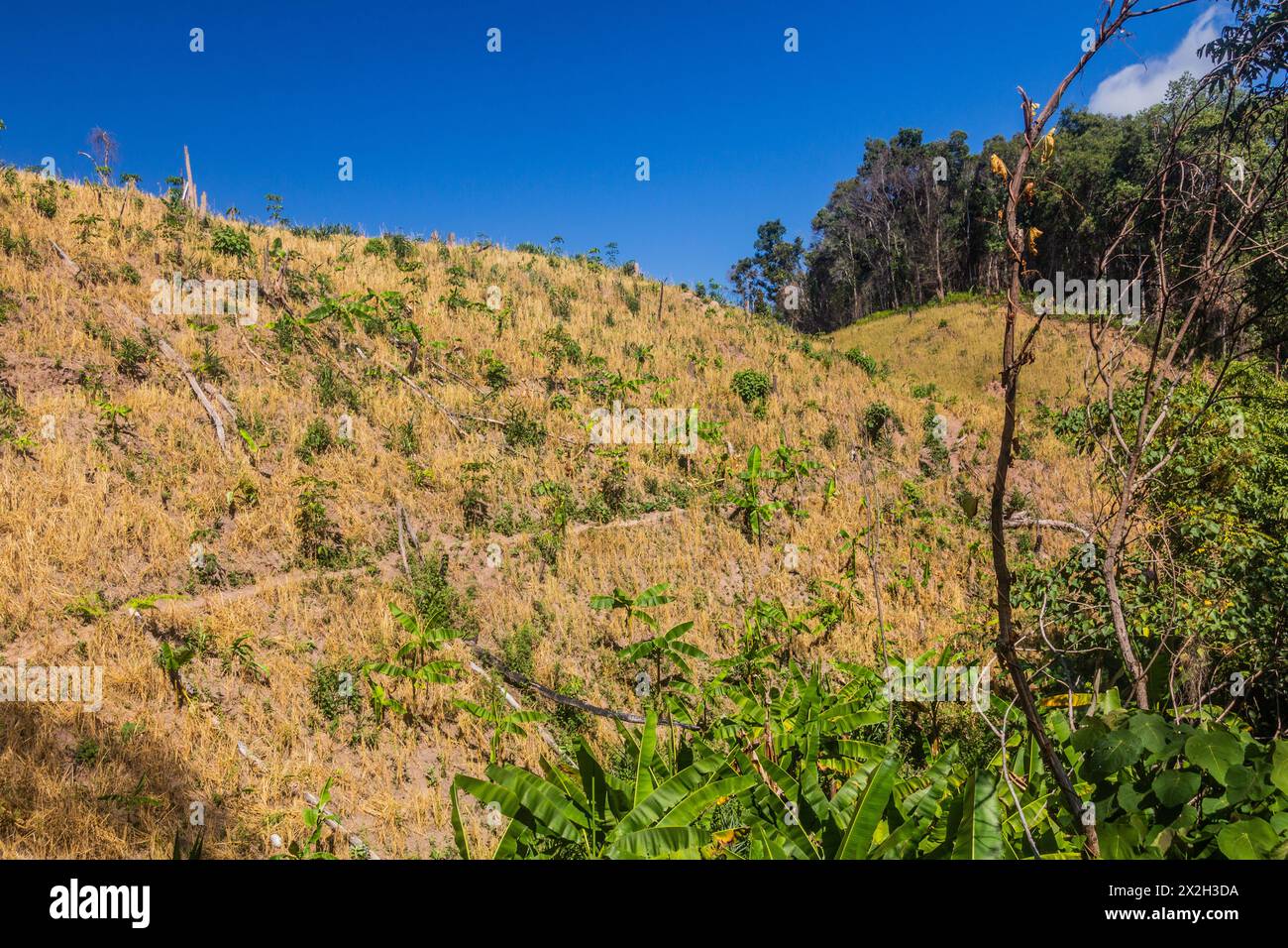 Deforestazione nei pressi della città di Luang Namtha, Laos Foto Stock