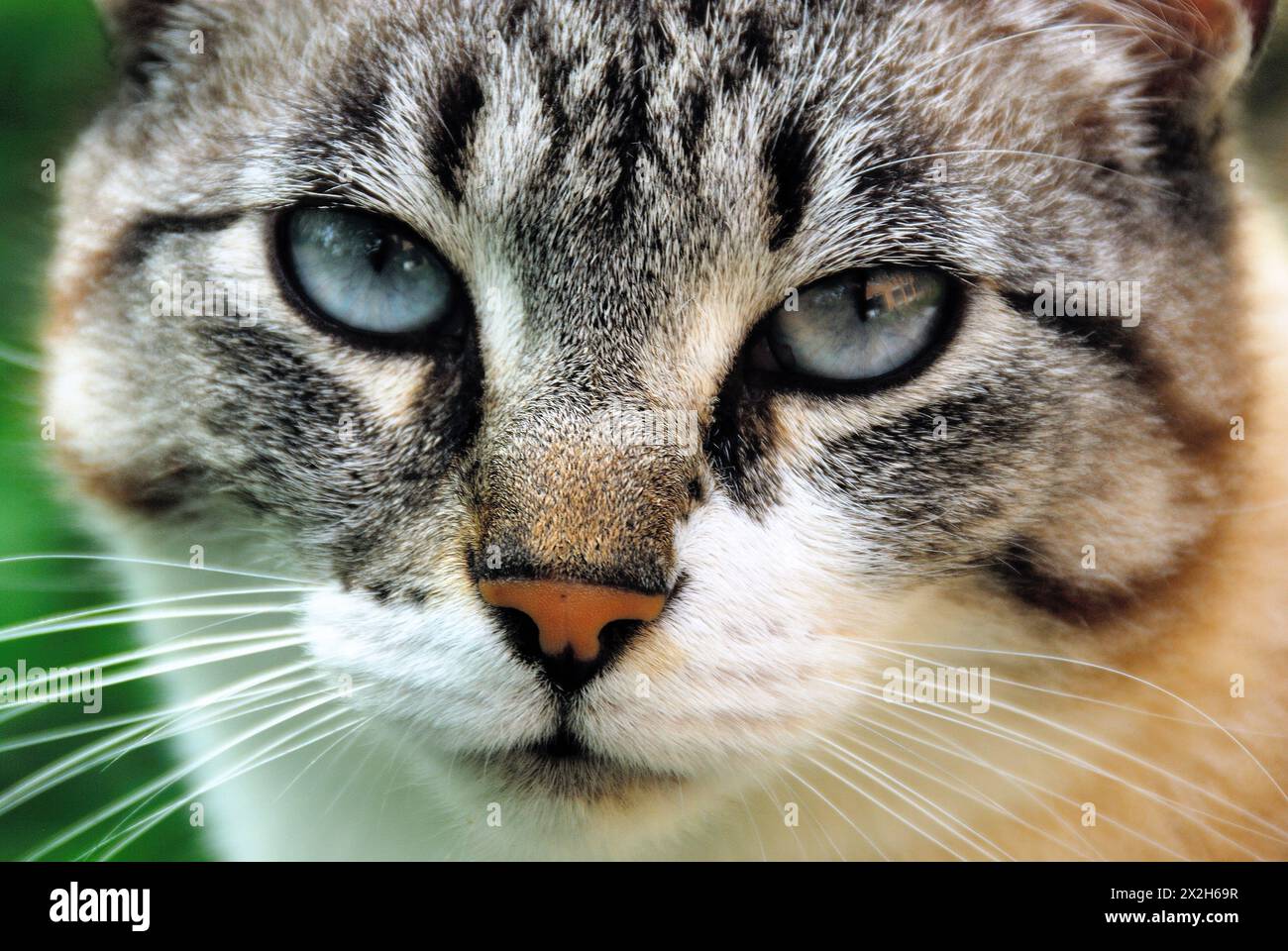 Ritratto di un giovane gatto grigio. Foto Stock