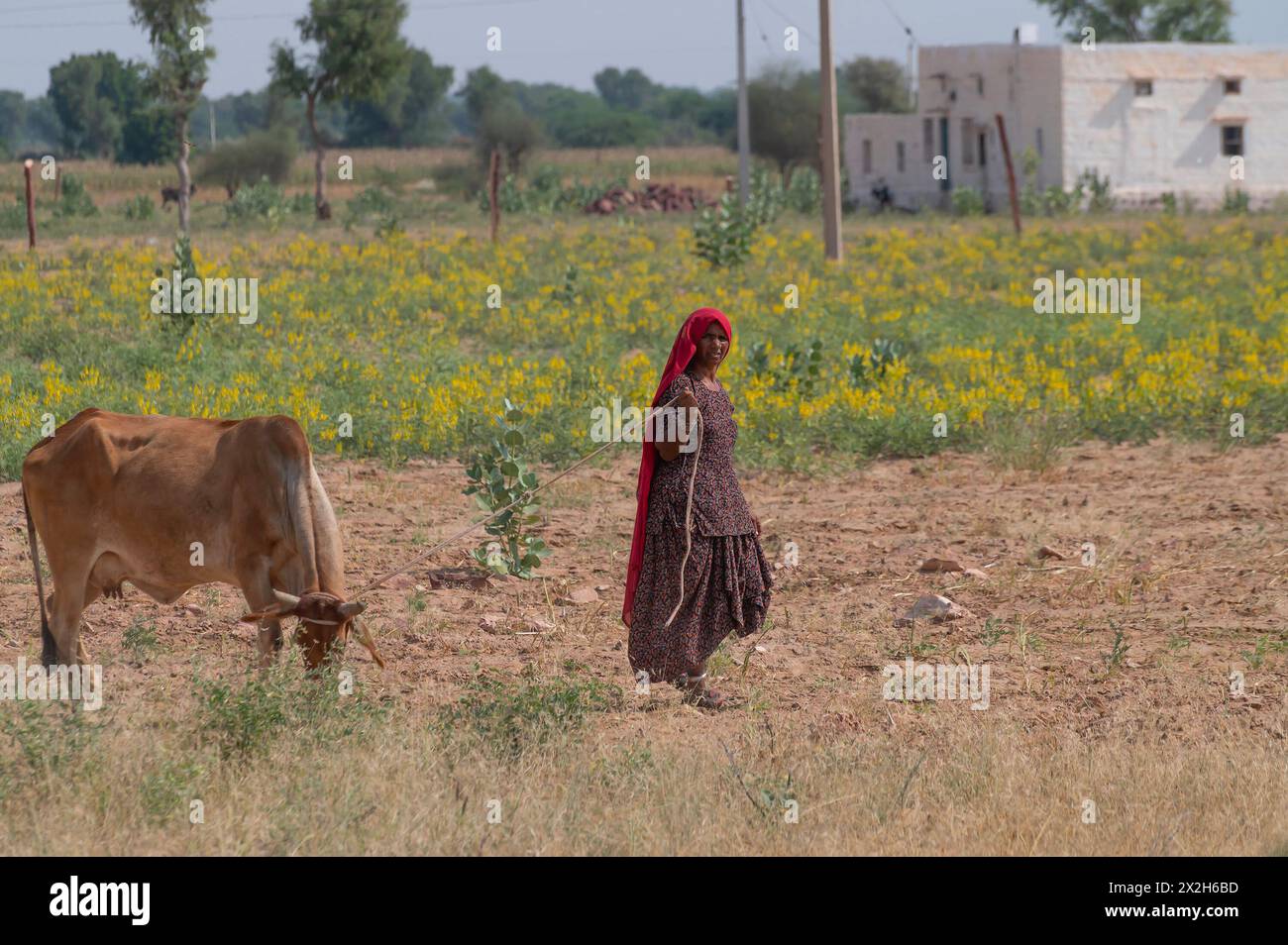 Jodhpur, Rajasthan, India - 15.10.2019 : donna Rajasthani che pascolava la sua mucca sul campo. Il pascolo delle mucche è quello di nutrirsi di erba in crescita, di nutrire la mucca. Foto Stock