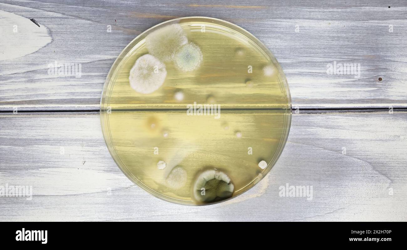 Terreno di coltura per capsule di Petri con colonie di spore per la misurazione della contaminazione di muffe nell'aria interna su sfondo di legno (focalizzazione sul centro) Foto Stock